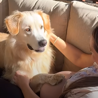 A dog lying on the couch and staring at their pregnant owner. 