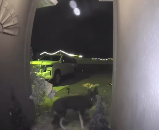 Doorbell camera footage of a dog outside the house. 