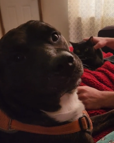 Jealous Dog “Asks” Dad To Put The Cat Down In The Most Adorably Grumbly Way