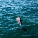 A pair of dolphins swimming in the water.