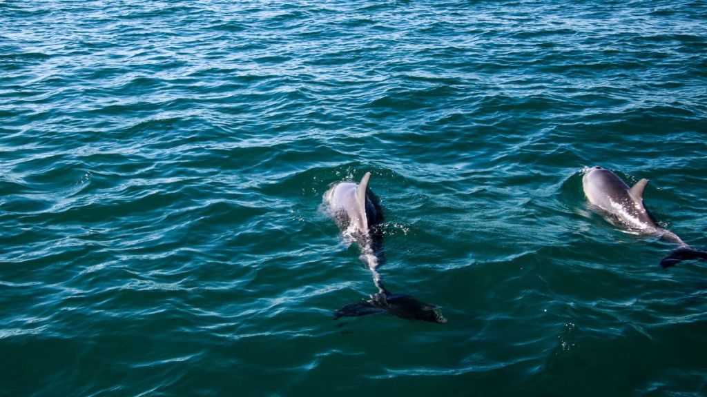 A pair of dolphins swimming in the water.