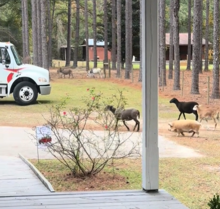 “When You Have Furniture Delivered And Everyone Comes To Help”