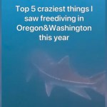 View underwater of a large creature swimming. The water is murky. Text on the image reads: Top 5 craziest things I saw freediving in Oregon & Washington this year