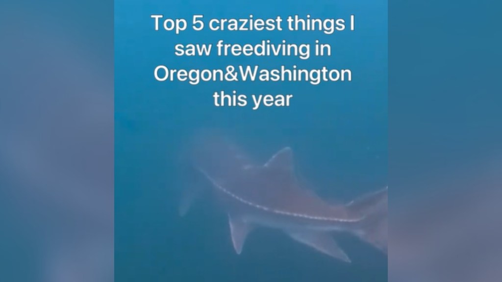 View underwater of a large creature swimming. The water is murky. Text on the image reads: Top 5 craziest things I saw freediving in Oregon & Washington this year