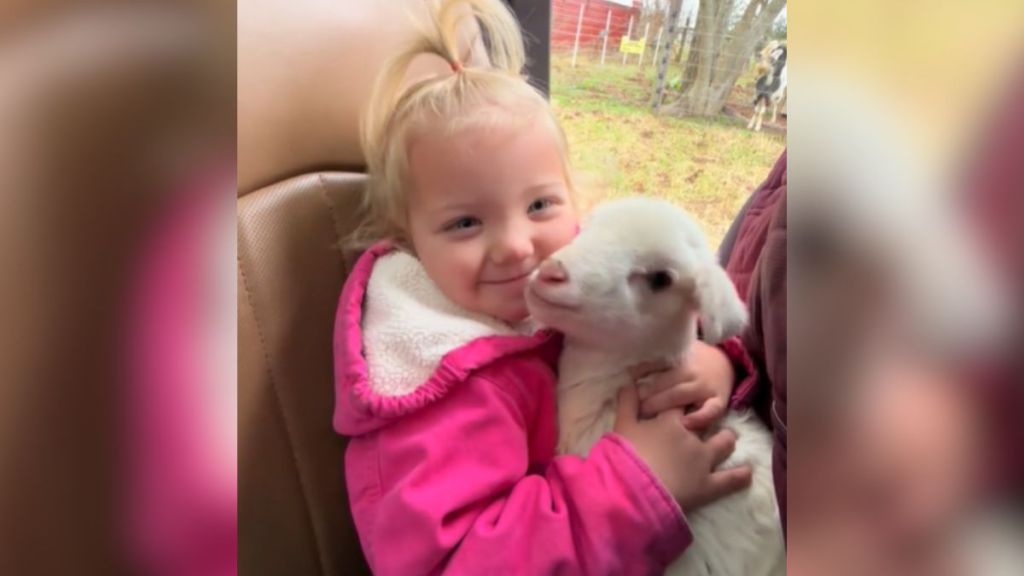 A little girl holding a white lamb in her lap.