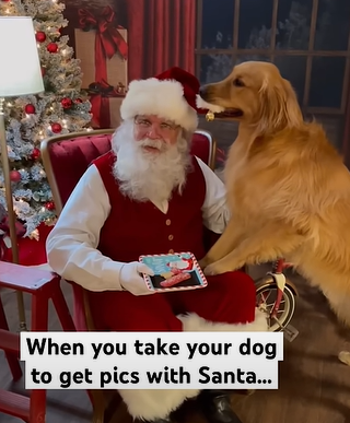 A golden retriever standing up on his hind legs to steal Santa's hat. 