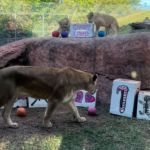 A lion and cubs examining cardboard boxes with holiday drawings on them.