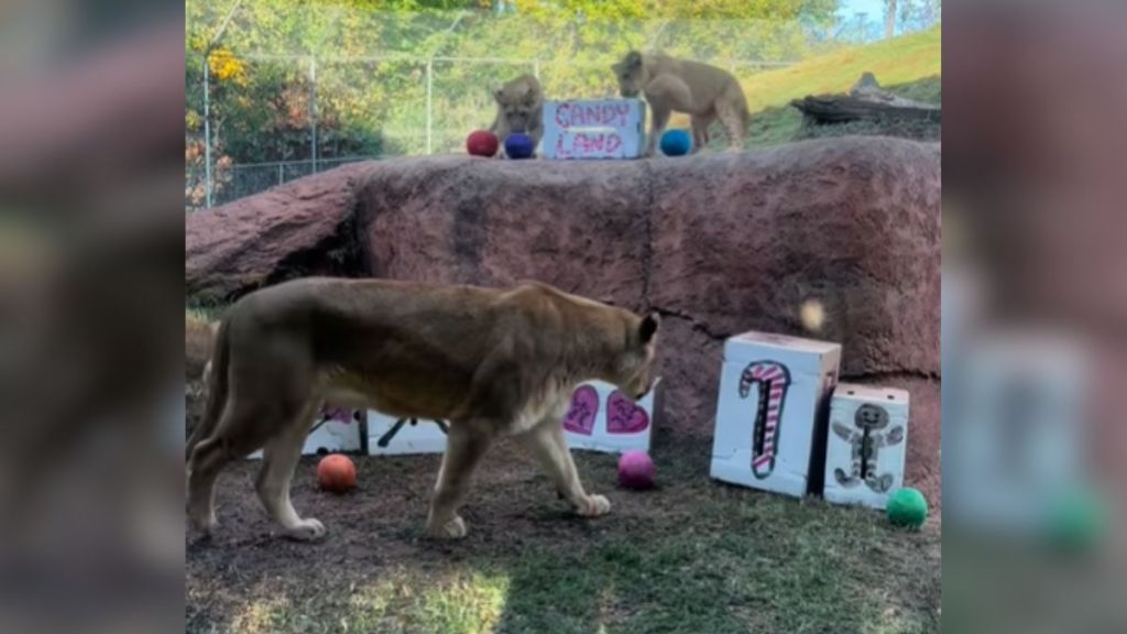 A lion and cubs examining cardboard boxes with holiday drawings on them.