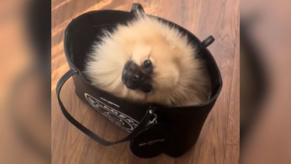 A tiny, fluffy dog inside a purse.