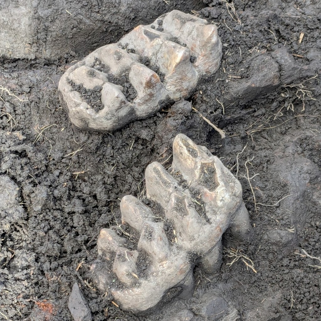 Parts of a mastodon jaw fossil sticking out of the dirt.