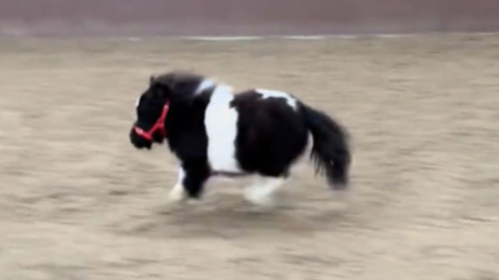 A black and white mini horse running.