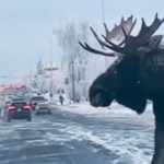 Close up of a large moose as they start to walk across a busy road. The moose is partially visible as he comes into view on the right side of the image