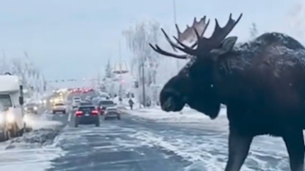 Close up of a large moose as they start to walk across a busy road. The moose is partially visible as he comes into view on the right side of the image