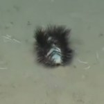 From a distance, a fuzzy looking sea worm crawls around on the ocean floor