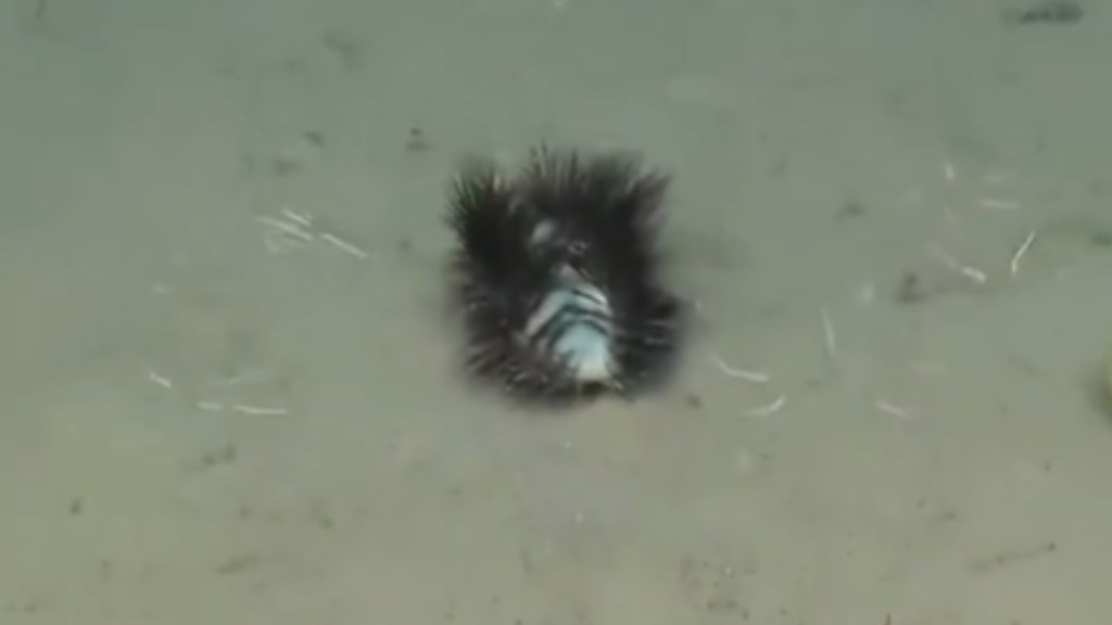 From a distance, a fuzzy looking sea worm crawls around on the ocean floor