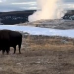 In the distance, a bison grazes. In the distance behind the animal, we see a peak of Old Faithful as it starts to erupt.