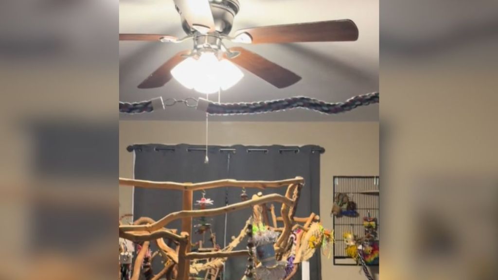 A room with a ceiling fan and a large bird play gym.