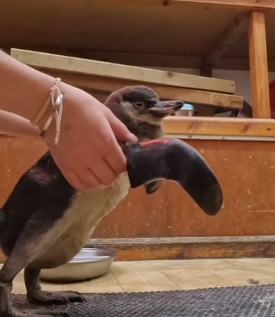 Heartwarming: Flop The Humboldt Penguin Chick Gets Her Waddle Back