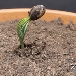 Close up of a pine tree just starting to grow from its seed. Text in the bottom right of the image reads: 25 days