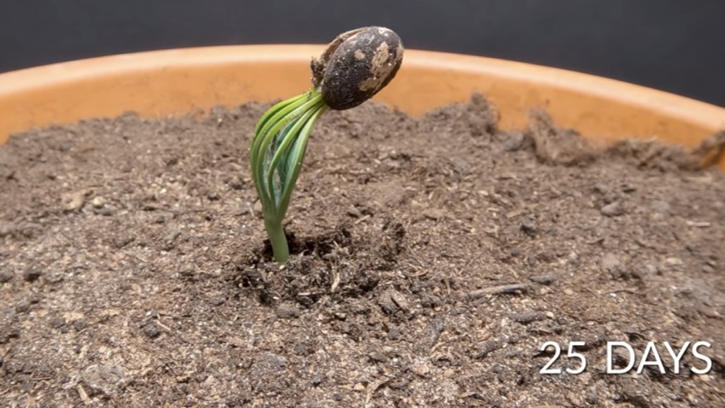 Close up of a pine tree just starting to grow from its seed. Text in the bottom right of the image reads: 25 days