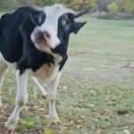 A black and white cow playing in the grass outside.