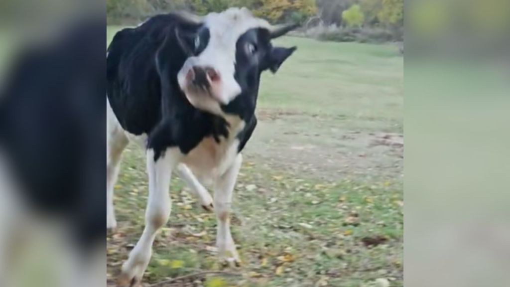 A black and white cow playing in the grass outside.