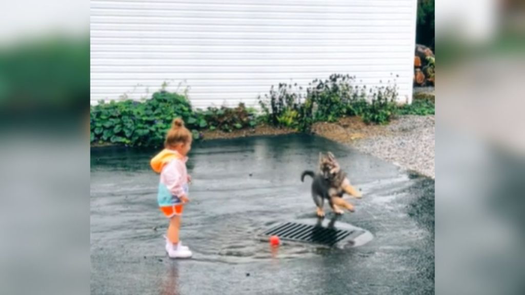 A little girl and a puppy playing in a puddle.