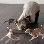 Puppies playing near a woman doing a yoga pose.