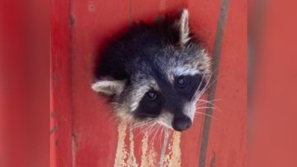 Rescue Team Saves Raccoon With Her Head Trapped In Dumpster