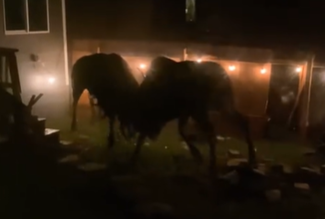 Quintessential Alaska: Woman Captures Moose Fighting In Backyard In Wild Footage