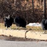 Three vultures standing by the side of the road near some trees.