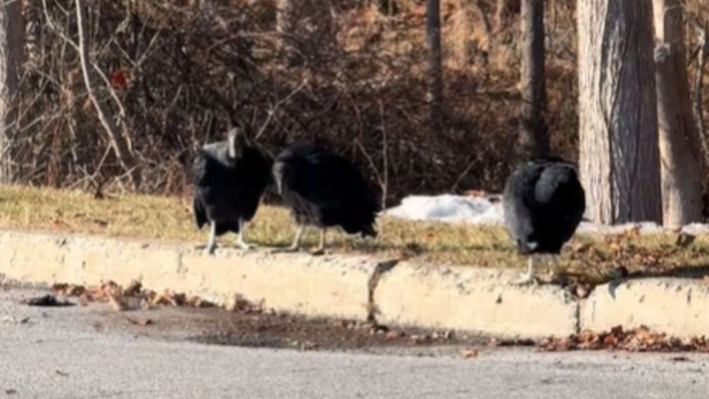 Three vultures standing by the side of the road near some trees.