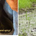 Left image shows the spicy bird rescued as he lunges at his rescuer. Right image is a stock photo of a juvenile Great Blue Heron.