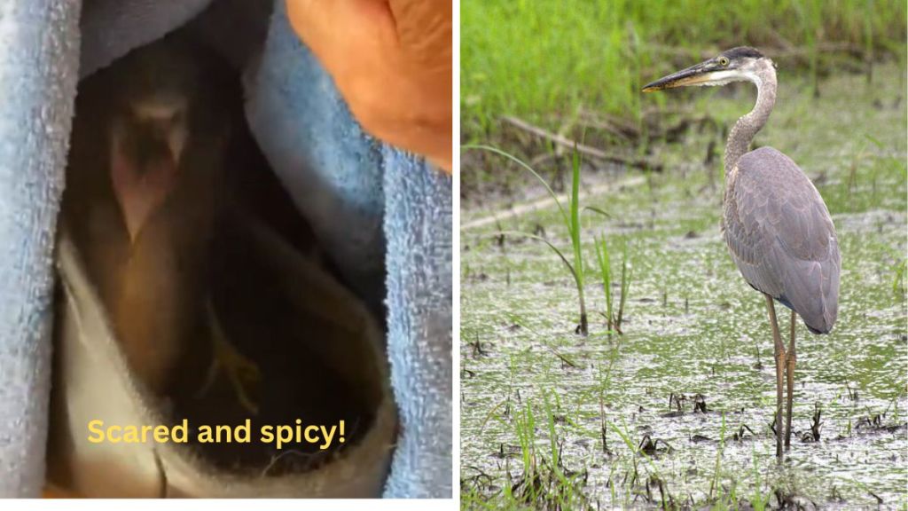 Left image shows the spicy bird rescued as he lunges at his rescuer. Right image is a stock photo of a juvenile Great Blue Heron.