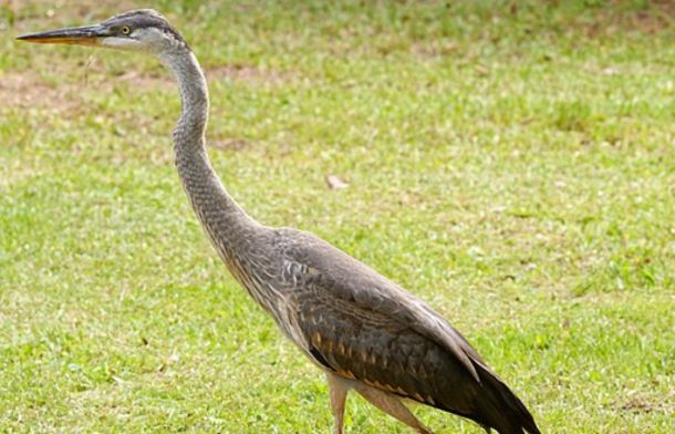 Bird Rescue Turns Into Inadvertent Jumpscare In Silly Clip