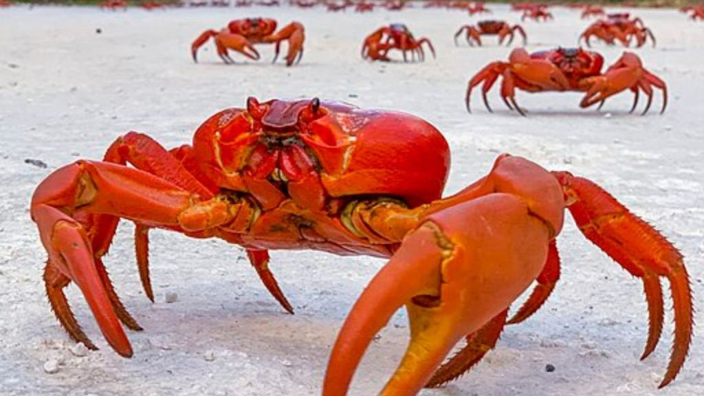 Red Robber Crabs crossing the road during migration on Christmas Island. Many cars have special shields making them safer during migration periods.