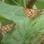 Image shows two previously extinct Chequered Skipper butterflies.