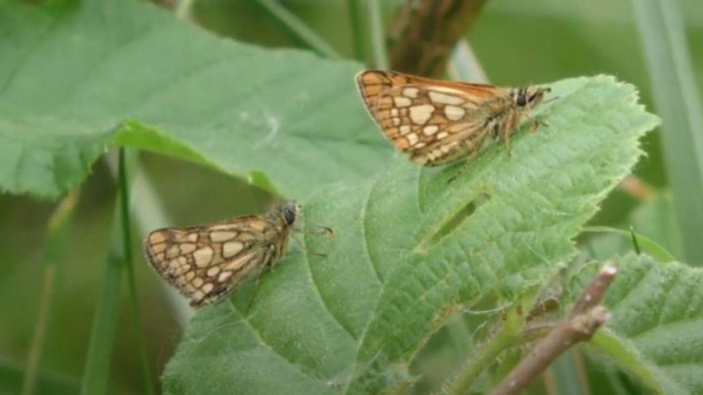 Image shows two previously extinct Chequered Skipper butterflies.