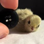 Image shows the size of a baby button quail compared to a button.