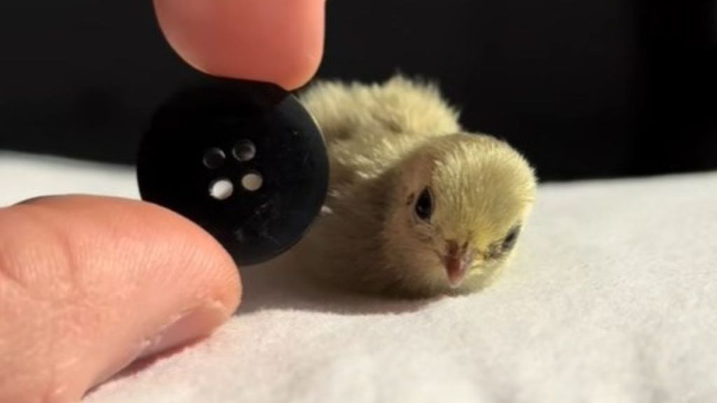 Image shows the size of a baby button quail compared to a button.