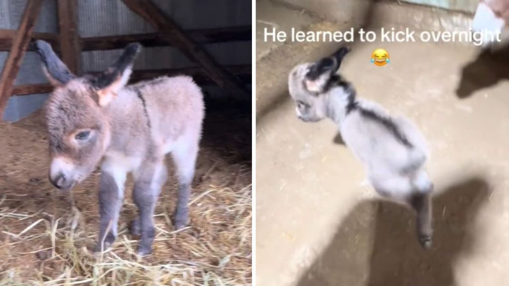 Left image shows Frosty the baby donkey shorty after his birth. Right image shows him learning to kick