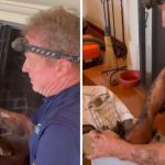 Left image shows a wildlife expert pulling a rescued bobcat from a chimney. Right image shows him placing the animal in a crate.