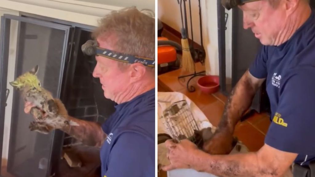 Left image shows a wildlife expert pulling a rescued bobcat from a chimney. Right image shows him placing the animal in a crate.