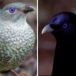 Left image shows a female satin bowerbird with her trademark purple eyes. Right image shows a male satin bowerbird.