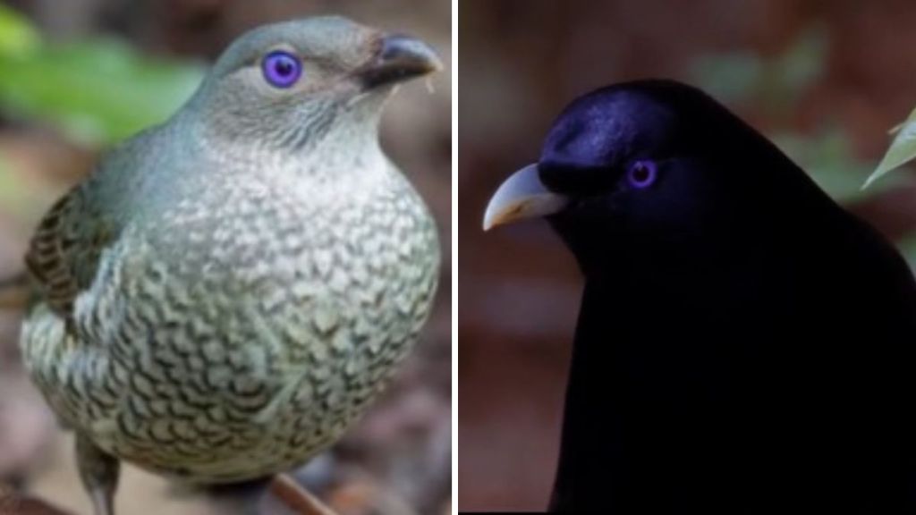 Left image shows a female satin bowerbird with her trademark purple eyes. Right image shows a male satin bowerbird.