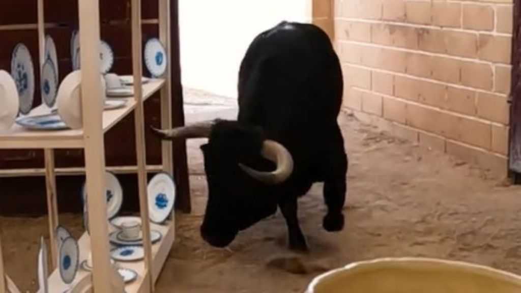 Image shows a bull being released in a movie prop China shop.