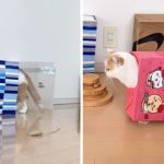 Images show a cat walking around in paper bags.