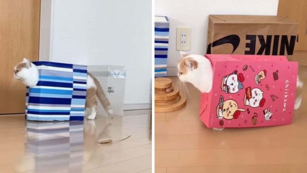 Images show a cat walking around in paper bags.