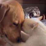 Image shows a cat and dog giving each other a massage and a loving embrace.