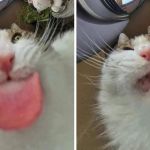 Images show a cat making faces in front of a cat feeder camera.